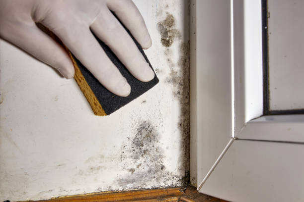 Best Mold Damage Restoration  in Ilchester, MD